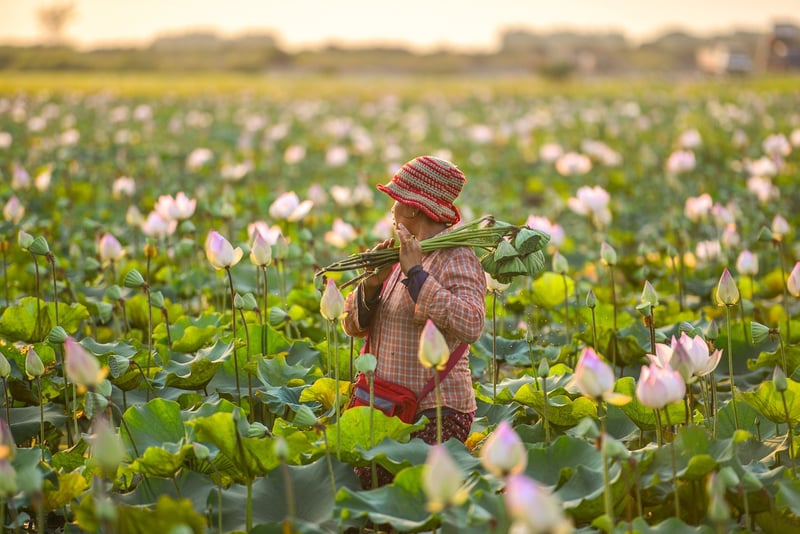 Lotus Flower Meditation